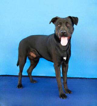 LUKE -  Labrador Retriever Dog for Adoption in Pasadena, California - LUKE | PetCurious