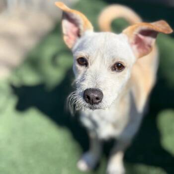 Dew Drop -  Terrier and Mixed Breed Dog for Adoption in San Pablo, California - Dew Drop | PetCurious