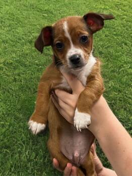 Chihuahua Dogs Available for Adoption in Dalton, Georgia - Ledger | PetCurious