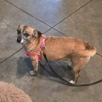 Karen -  Chihuahua and Mixed Breed Dog for Adoption in Overland Park, Kansas - Karen | PetCurious