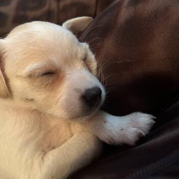 Marshmallow -  Chihuahua and Mixed Breed Dog for Adoption in Austin, Texas - Marshmallow | PetCurious