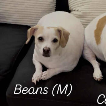 Rescue Chihuahua and Mixed Breed Dogs for Adoption in Las Vegas, Nevada - Beans OS NV | PetCurious