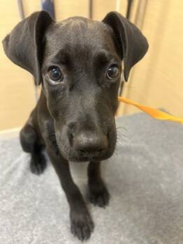 Rescue Pit Bull Terrier and Mixed Breed Dogs for Adoption in Honolulu, Hawaii - 59533466 | PetCurious