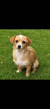 Link -  Rat Terrier Dog for Adoption in Campbellsville, Kentucky - Link | PetCurious
