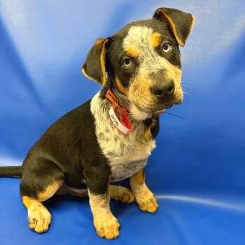 Shepherd Dogs Available for Adoption - 208 (2026) Mikey | PetCurious