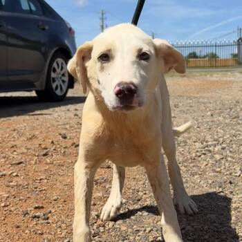 Tova -  Mixed Breed Dog for Adoption in Columbia, South Carolina - Tova | PetCurious