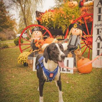Rescue Mixed Breed and Hound Dogs for Adoption in Campbellsville, Kentucky - Jack | PetCurious