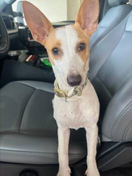 CHIPPER -  Fox Terrier and Mixed Breed Dog for Adoption in Texas City, Texas - CHIPPER | PetCurious
