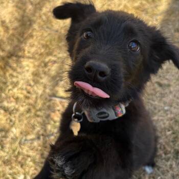 Australian Shepherd Dogs Available for Adoption - Dean | PetCurious