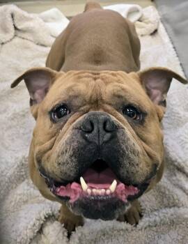 26-259 Bear -  Pit Bull Terrier Dog for Adoption in Lindenhurst, New York - 26-259 Bear | PetCurious