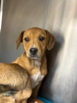 Rhodesian Ridgeback and Mixed Breed Dogs Available for Adoption - Charleston | PetCurious