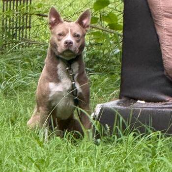 Sir. -  Mixed Breed Dog for Adoption in Winston-salem, North Carolina - Sir. | PetCurious