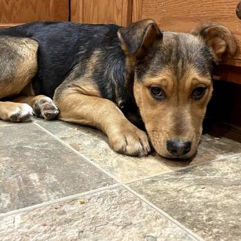 German Shepherd Dog Dogs Available for Adoption - Raven | PetCurious