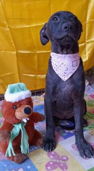 Rescue Black Labrador Retriever Dogs for Adoption - Luzzie | PetCurious