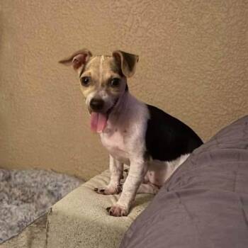 MARIANO -  Chihuahua Dog for Adoption in Graham, Washington - MARIANO | PetCurious
