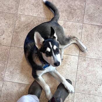 Zuzu -  Husky Dog for Adoption in Oakland, California - Zuzu | PetCurious