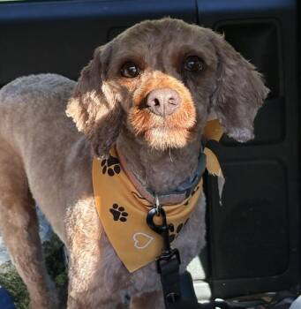 West -  Cavalier King Charles Spaniel and Poodle Dog for Adoption in Monticello, Minnesota - West | PetCurious