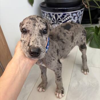 Pebbles -  Great Dane and German Shepherd Dog Dog for Adoption in Harlingen, Texas - Pebbles | PetCurious