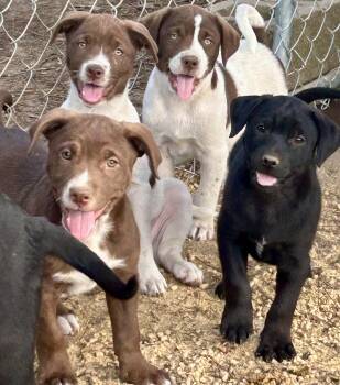 The Office puppies -  Labrador Retriever and English Pointer Dog for Adoption in Okolona, Mississippi - The Office Puppies | PetCurious