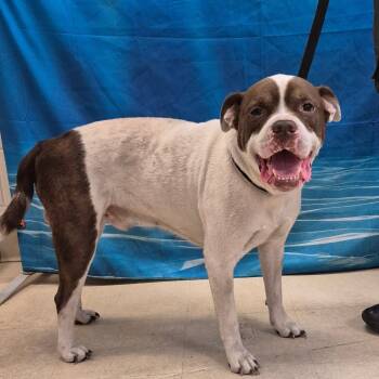 Rescue American Staffordshire Terrier Dogs for Adoption in Lake Panasoffkee, Florida - Jango | PetCurious