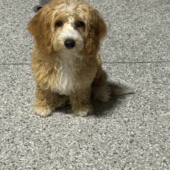 Charlie -  Cavapoo Dog for Adoption in Antwerp, Ohio - Charlie | PetCurious
