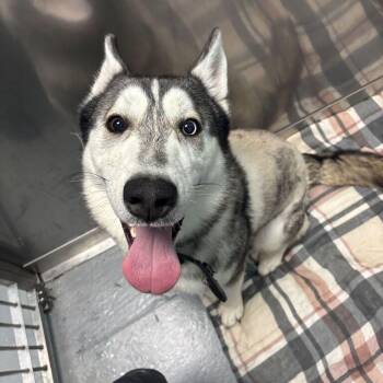 Dallas -  Mixed Breed Dog for Adoption in Davenport, Iowa - Dallas | PetCurious