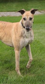 Columbia -  Greyhound Dog for Adoption in Goshen, Indiana - Columbia | PetCurious