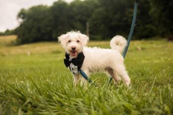 Terrier and Pomeranian Dogs Available for Adoption in Gradyville, Kentucky - Winston | PetCurious