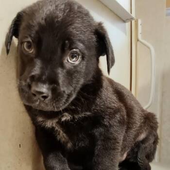 Mixed Breed Dogs Available for Adoption in Valley, Alabama - Crunch | PetCurious