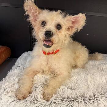 Rescue Poodle and Maltese Dogs for Adoption in Cedar Park, Texas - Elton John | PetCurious