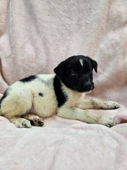 Breezeberry -  Australian Shepherd Dog for Adoption in Mobile, Alabama - Breezeberry | PetCurious