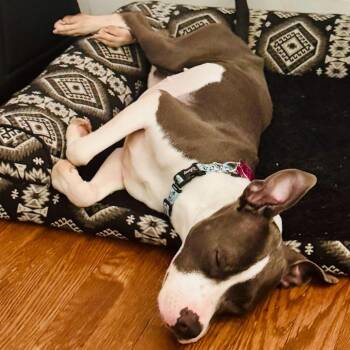 Live Laugh Love -  Pit Bull Terrier Dog for Adoption in Baltimore, Maryland - Live Laugh Love | PetCurious