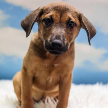 Sif-Oidak -  Mixed Breed Dog for Adoption in Casa Grande, Arizona - Sif-Oidak | PetCurious