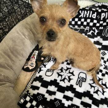 Chihuahua Dogs Available for Adoption in Manchester, New Hampshire - Master Splinter In NH! Come Meet Our Adoptable Dogs Wednesday-Sa | PetCurious