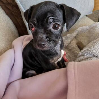 Sprinkles -  Chihuahua Dog for Adoption in Baldwin, Maryland - Sprinkles | PetCurious