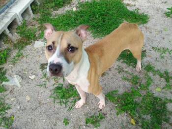 Rescue Mixed Breed Dogs for Adoption in New Port Richey, Florida - Taz | PetCurious
