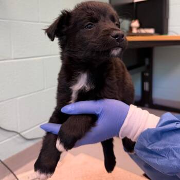 Cattle Dog and Mixed Breed Dogs Available for Adoption in Charlottesville, Virginia - Fern | PetCurious