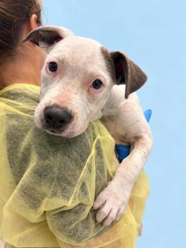 Breezie -  Terrier Dog for Adoption in Gulfport, Mississippi - Breezie | PetCurious