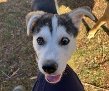 Terrier Dogs Available for Adoption - Oliver | PetCurious