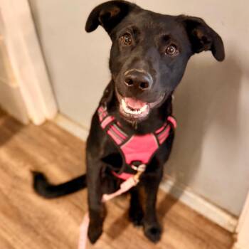Labrador Retriever and Mixed Breed Dogs Available for Adoption - Row | PetCurious