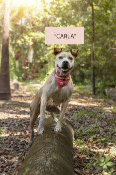 Rescue Boxer Dogs for Adoption in Pawleys Island, South Carolina - Carla | PetCurious