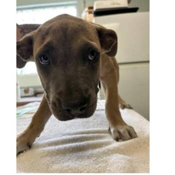 Jo -  American Bulldog and Mixed Breed Dog for Adoption in Tampa, Florida - Jo | PetCurious