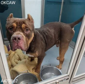 A477867 -  Pit Bull Terrier and Mixed Breed Dog for Adoption in Oklahoma City, Oklahoma - A477867 | PetCurious