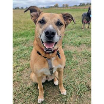 Rescue Labrador Retriever and Australian Cattle Dog Blue Heeler Dogs for Adoption in Boulder, Colorado - Freyja | PetCurious