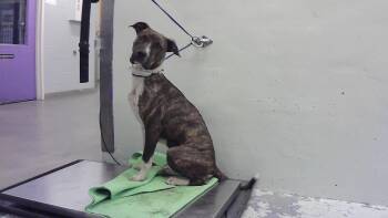 PEBBLES -  Staffordshire Bull Terrier and Mixed Breed Dog for Adoption in Houston, Texas - PEBBLES | PetCurious