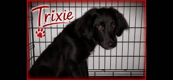 Trixie -  Border Collie and Shepherd Dog for Adoption in Aurora, Illinois - Trixie | PetCurious