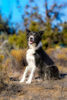 Dante -  Border Collie Dog for Adoption in Redmond, Oregon - Dante | PetCurious