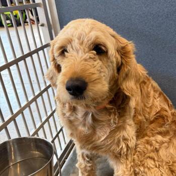 Joanna - Missouri JY26-27 -  Goldendoodle Dog for Adoption in Peyton, Colorado - Joanna - Missouri JY26-27 | PetCurious