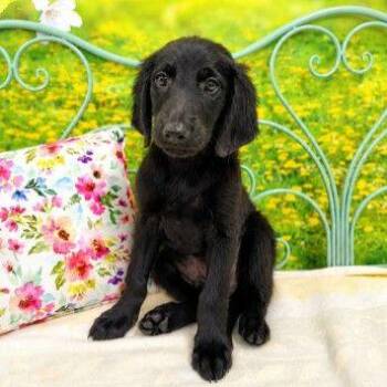 Christopher -  Mixed Breed Dog for Adoption in Westland, Michigan - Christopher | PetCurious