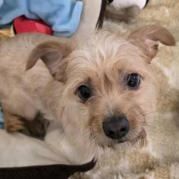 Cinnamon Toast Crunch -  Terrier Dog for Adoption in Fort Lauderdale, Florida - Cinnamon Toast Crunch | PetCurious